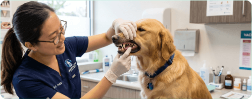 A veterinarian examining a dog's mouth before surgery, illustrating how veterinary medicine connects dental and systemic health